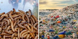 Scientists discover mealworm that eats plastic waste