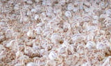 Industrial chicken farming spreading leading cause of food poisoning