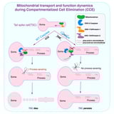 Mitochondria play an unexpected role in regulating cell death, study reveals