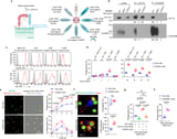 Blocking CD200R1 protein offers new strategy for treatment-resistant blood cancers