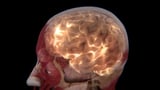 Scientists Identify 2 Distinct Subtypes of Autism in The Brain