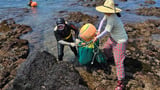 Legendary 'women of the sea' in South Korea freedive well into their 80s. A new study hints at how.