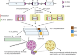 Unveiling inverted D genes and D-D fusions in human antibody repertoires unlocks novel antibody diversity