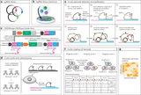 Mapping multimodal phenotypes to perturbations in cells and tissue with CRISPRmap