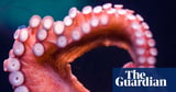 Octopuses prefer to use different arms for different tasks, scientists find