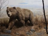 Philadelphia's Museum Of Natural Sciences To Close After Nearly 200 Years