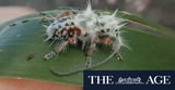 Hairy poo unmasked as nation’s newest creepy-crawly
