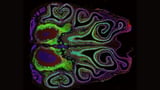 First-of-its-kind map of the mouse nose reveals surprises about the sense of smell