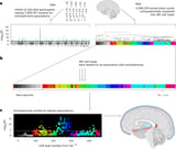 Brain-cell 'periodic table' for psychiatric disorders reveals new schizophrenia clues