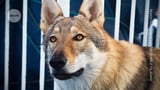 Who let the wolves in? Genetic record for domestic dogs pushed back by 5,000 years
