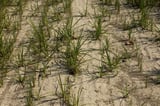Drought scorches Italy's rice belt as water supplies hit record lows