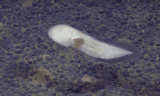 Eerie Faceless Creature Discovered in the Deep Sea Stuns Scientists