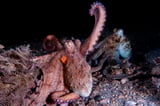 Octopus arms reveal specialized movements and coordination in the wild