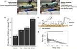 Caterpillars actively suppress pain by striking a sphinx pose