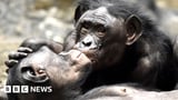 First kiss dates back 21 million years, say scientists
