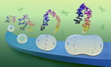 How chromosomes shape up for cell division: Scientists reveal DNA loop formation mechanisms