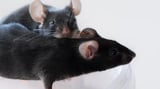 Rejuvenating Muscles in Mice with Senomorphic Treatment