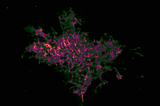 New Cell Imaging Method Shines a Light on Blind Spots | Newswise