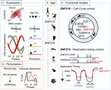 New genes, old job: Recently evolved genes play key role in cell division, study finds