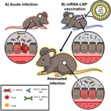 Scientists develop mRNA vaccine that protects mice against intestinal C. difficile bacteria