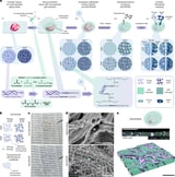 Hybrid biomaterial shows how aging in the heart could be reversed