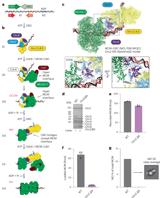 Cell cycle regulation has shaped replication origins in budding yeast