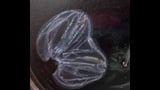 Two comb jellies can fuse together into one–and keep both butts