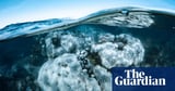 Large areas of WA’s Ningaloo corals could die in ‘weeks ahead’ after widespread bleaching documented