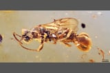 This Ancient Wasp Had a Freaky Belly That Snapped Shut to Trap Victims