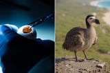 Company Brings the Dodo One Step Closer to De-Extinction — While Its Dire Wolves Continue to Thrive (Exclusive)