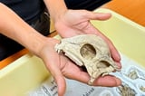 Best fossil of a dome-headed dinosaur is unearthed in Mongolia