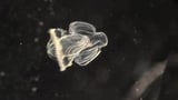Worm’s radical transformation shows metamorphosis can change the functions of cells