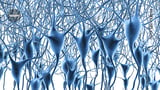 Landmark map of human brain’s gene activity holds clues to Alzheimer’s disease and more