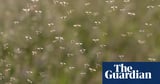 West Nile virus detected in UK mosquitoes for first time