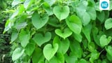 Hepatologist reveals 'most dangerous Ayurveda herb for your liver': It is not ashwagandha | Health