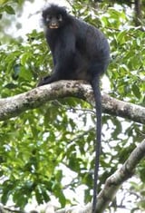 Striking new species of African monkey discovered deep in the Congo rainforest