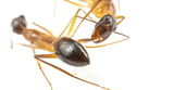 Videos Show Ants Amputating Nest Mates’ Legs to Save Their Lives