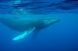 Oldest known whale recording could unlock mysteries of the ocean