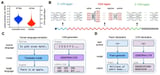 A generative AI platform for mRNA therapeutics