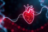 Gene Therapy for Cardiomyopathies Presents Promising Alternative to Current Treatment