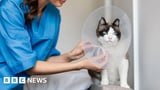 Vets should publish prices, competition watchdog says