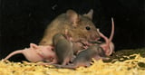 Oxytocin shapes both mouse mom and pup behavior