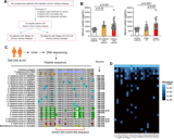 Microbiota-derived corisin accelerates kidney fibrosis by promoting cellular aging