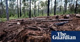Queensland land clearing figures show state remains ‘deforestation capital of Australia’, conservationists say