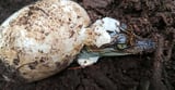 Watch Rare Siamese Crocodiles Hatching