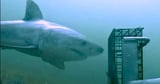 Video shows "elusive" great white shark off the coast of New England