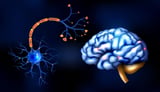 The human brain is two separate organs, study finds - Technology Org