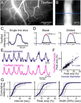 Coordinating blood vessel activity may be associated with better brain performance