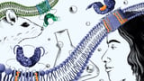 Key Differences in STING Inhibition Between Humans and Mice
