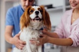 Vets ordered to make prices clear for pet owners under new sector rules